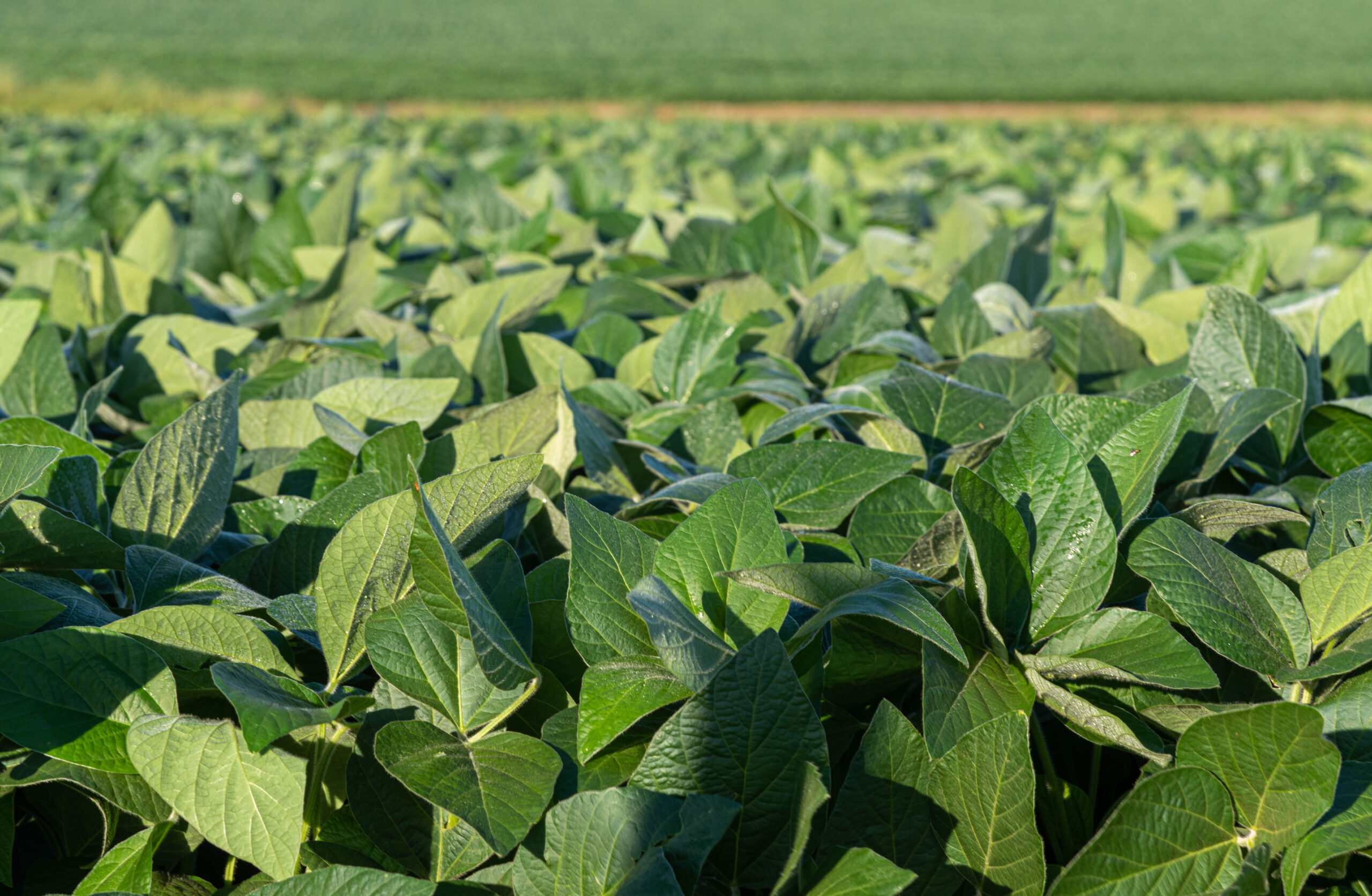 Soy plantation in the early stage of cultivation in an agricultu